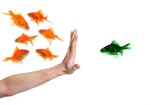 hand discriminating green goldfish